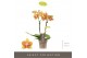Phalaenopsis multiflora geel Optifriend Indy 2spike 