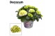 Hydrangea macr. wudu Bol White 7 - 12 kop in Bucket (Decorum) 