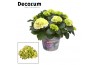 Hydrangea macr. wudu Bol White 7 - 12 kop in Bucket (Decorum)