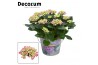 Hydrangea macr. curly wurly Pink 9-15 kop in Bucket (Decorum)