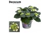 Hydrangea macr. lacecap grp benxi Teller White 7 - 12 kop in Bucket (D