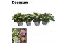 Hydrangea macrophylla Teller Mix 7-12 kop in Bucket (Decorum)
