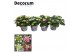 Hydrangea macrophylla Teller Mix 7-12 kop in Bucket (Decorum) 
