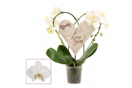 Phalaenopsis heart2heart wit ph2hw 15 bl.,2 tak/plnt,15 bl.,2 tak/plnt