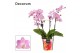 Phalaenopsis multiflora roze Phalaenopsis dazzling Cotton Candy 3-4 ta 