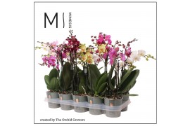 Phalaenopsis multiflora mix 3 tak mimesis