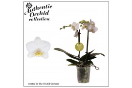 Phalaenopsis multiflora white 2 tak authentic