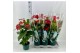 Anthurium andr. nevada  basic line 5+ 