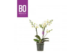 Phalaenopsis multiflora bo flora white 2 tak