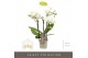 Phalaenopsis multiflora wit Optifriend Sandra 4spike 