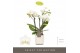 Phalaenopsis multiflora wit Optifriend Sandra 4 spike in White Lazio 
