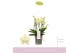 Phalaenopsis multiflora boquetto sensation 3-5 tak 