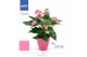 Anthurium andr. karma pink 0212 roze keramiek,7 bl. 