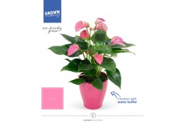 Anthurium andr. karma pink 0212 roze keramiek,7 bl.