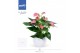 Anthurium andr. karma pink jl-lisawit-18 wit lisa keramiek,6 bl. 
