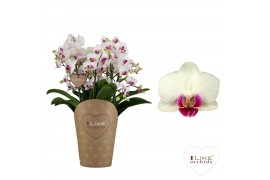 Phalaenopsis wit red lips Duetto Safe Haven Multi  90+