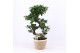 Ficus microcarpa ginseng s-type in noah mand 