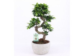 Ficus  microcarpa ginseng s-type in rustique scale