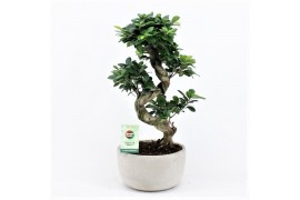 Ficus  microcarpa ginseng s-type in smooth concrete