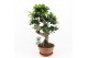 Ficus  microcarpa ginseng s-type 