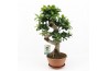 Ficus  microcarpa ginseng s-type