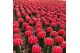 Cactus gymnocalycium red grafted collection in potcover 