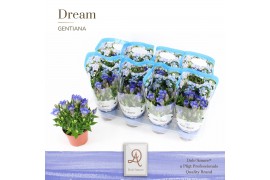 Gentiana scabra rocky diamond blue hart dolcamore easy pack