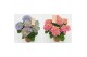 Hydrangea macr. tivoli bicolor mix 5/6 bloem 