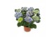 Hydrangea macr. tivoli blue 5/6 bloem 