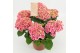 Hydrangea macr. tivoli roze 5/6 bloem 