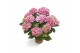 Hydrangea macr. tivoli roze 5/6 bloem 