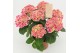 Hydrangea macr. tivoli roze 7/8 bloem 