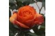 Rosa beau monde orange 