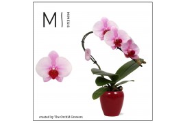 Phalaenopsis roze 1 tak swan blush in martine aubergine ceramic mimesi