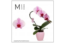 Phalaenopsis roze 1 tak swan blush in martine lilac ceramic mimesis