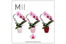 Phalaenopsis roze 1 tak swan blush in martine mix ceramic mimesis