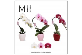 Phalaenopsis Mimesis Phal. Swan Mix - 1 spike 7cm in Martine Mix Ceram