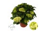 Hydrangea macrophylla White 15+  Hy-pe