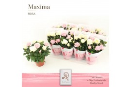 Rosa infinity mix Romantique DolcAmore®