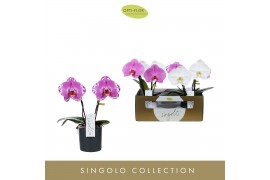 Phalaenopsis mix 2 tak Singolo & Co Mix in Mix Toscane