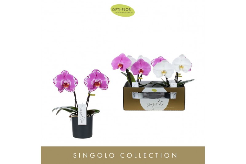 Phalaenopsis mix 2 tak Singolo & Co Mix in Mix Toscane 