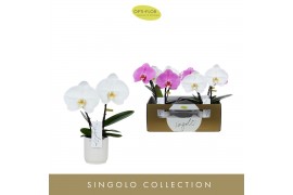 Phalaenopsis mix 2 tak Singolo & Co Mix in White Toscane