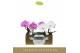 Phalaenopsis mix 2 tak Singolo & Co Mix in White Toscane 