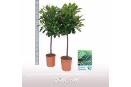 Ficus cyathistipula Stam