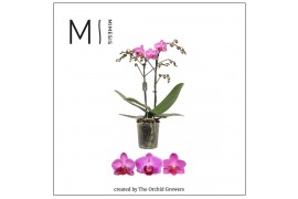 Phalaenopsis multiflora roze 2 tak Dark Pink mimesis