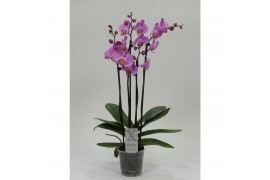 Phalaenopsis roze 4 tak