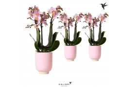 Phalaenopsis multiflora roze 3 tak in glazed pot pink kolibri orchids