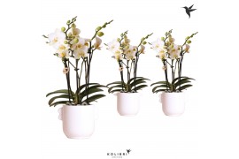 Phalaenopsis multiflora wit 3 tak in ears pot white kolibri orchids