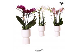 Phalaenopsis multiflora 3 tak in Trophy pot white kolibri orchids