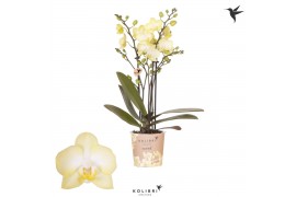 Phalaenopsis multiflora geel 3 tak colombia kolibri orchids